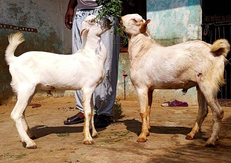 kajla mundra chatra or tedda bakra laine k liye rabta kry 10