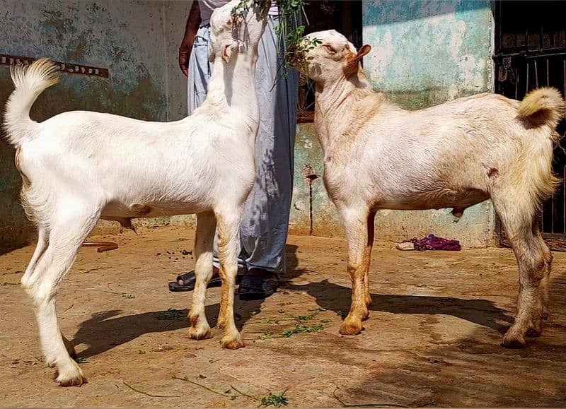 kajla mundra chatra or tedda bakra laine k liye rabta kry 11