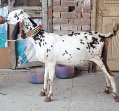 Desi Bakri Gabban