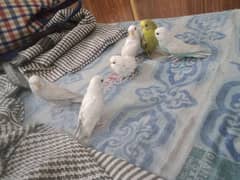 Australian parrots chicks with breeder pair