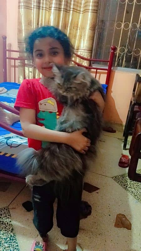 Persian cat 7 months urgent sale 0