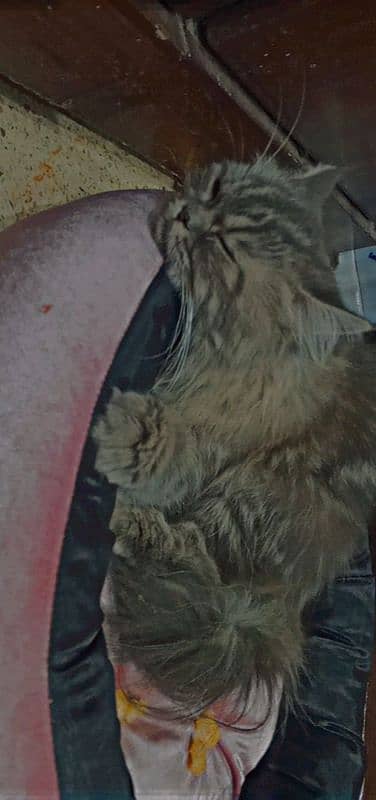 Persian cat 7 months urgent sale 2