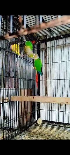 Green chick and pineapple conure 03416742973