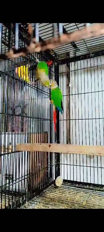 Green chick and pineapple conure 03416742973 0