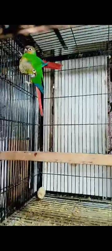 Green chick and pineapple conure 03416742973 1