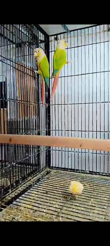 Green chick and pineapple conure 03416742973 2