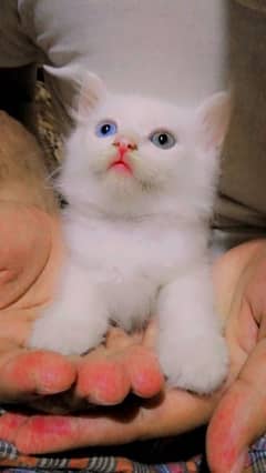 Persian cat white clr blue green eyes