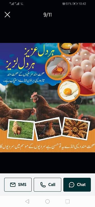 pure desi agg desi khurak pay palnay wally hens k egg 1