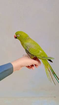 Parrot for sale