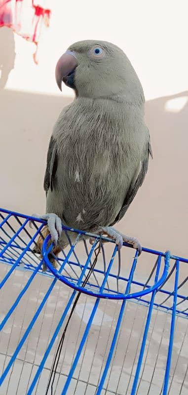 Parrot for sale 1