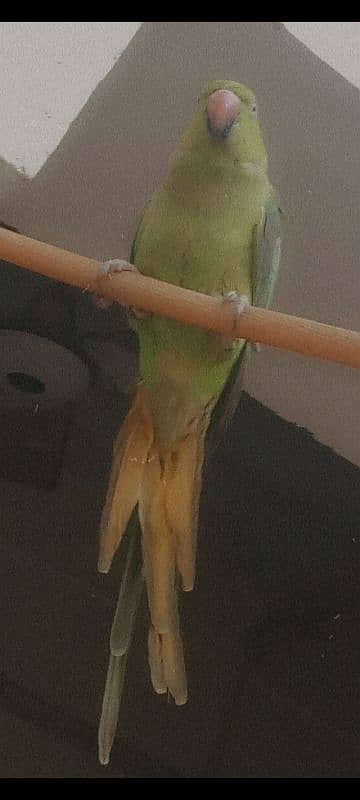 Parrot for sale 2