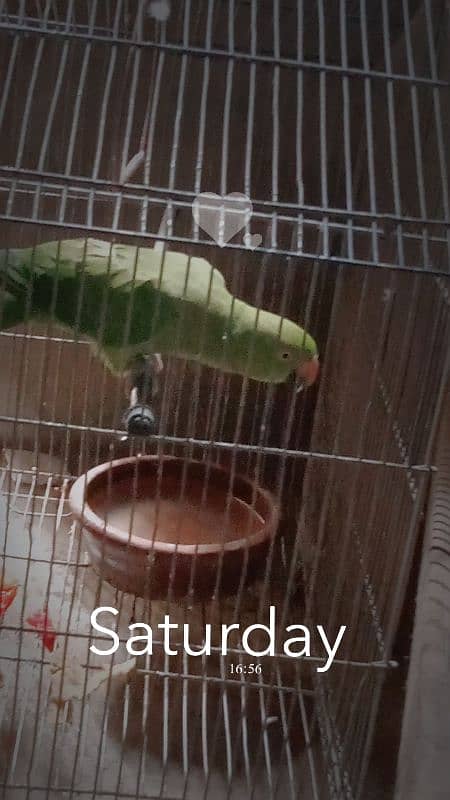 Parrot for sale 3