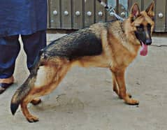 Urgent Sale Pure German shepherd