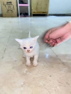 cats have no breed but very cute 0