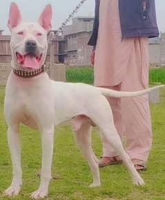 pure kohati gultair male age 10 month for sale