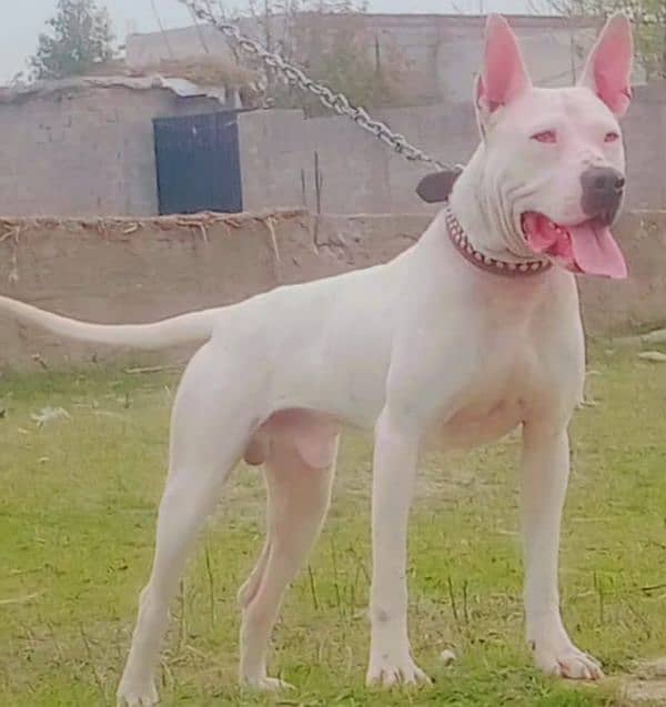 pure kohati gultair male age 10 month for sale 1