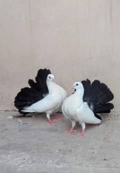 English Black Tail Breeder Pair.