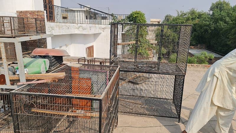 Parrot Cages, Pinjra 1