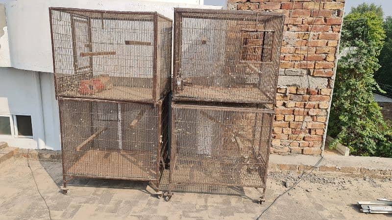 Parrot Cages, Pinjra 8