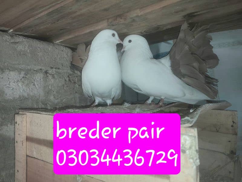 brider pair 03034436729 0