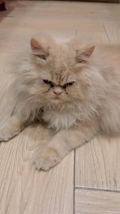 Persian female cat