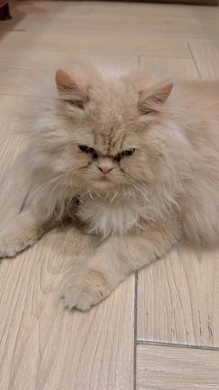 Persian female cat 0