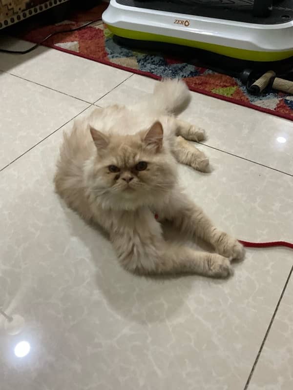 Persian female cat 1