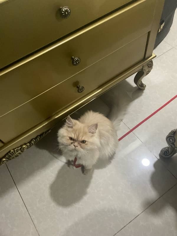 Persian female cat 2