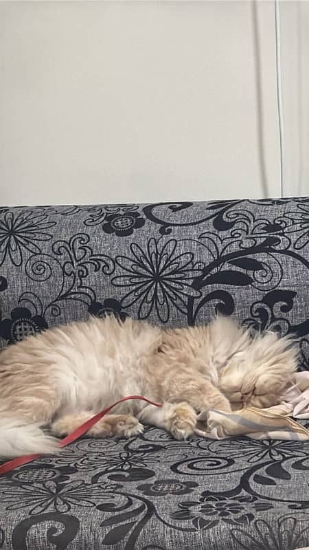 Persian female cat 3