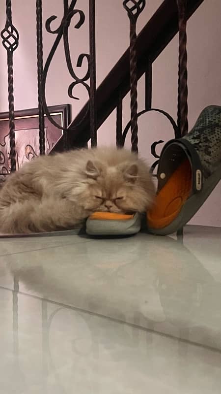 Persian female cat 4