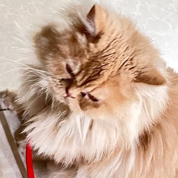 Persian female cat 6