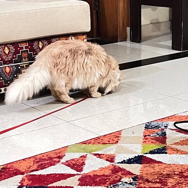 Persian female cat 7