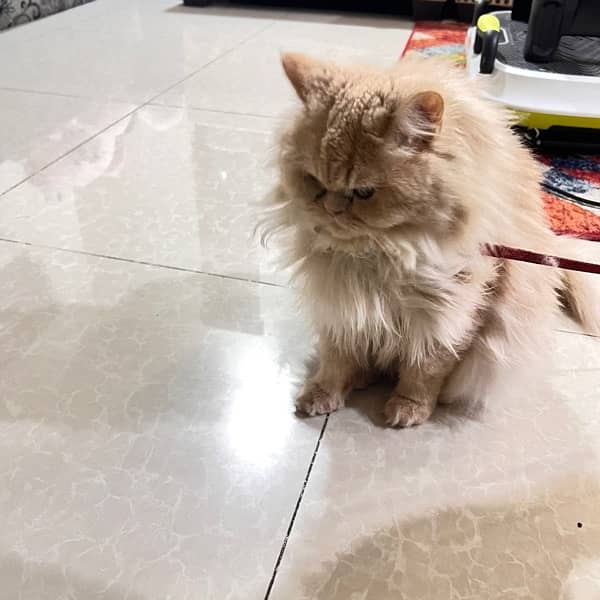 Persian female cat 8