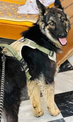 German Shepherd Blacky (Ferman Belgium cross)