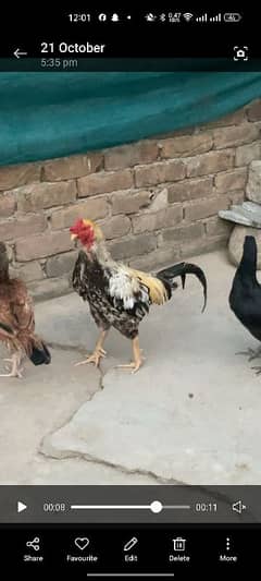 young and active cock for sale