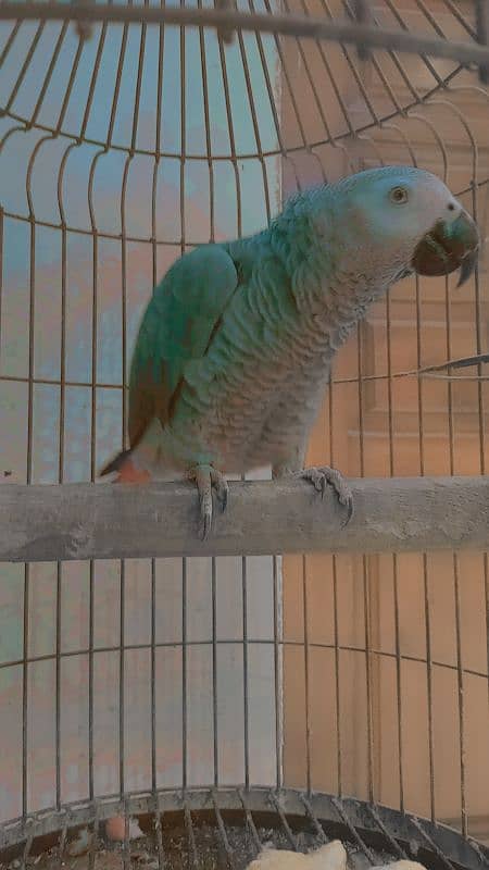 Grey Parrot Talking 0