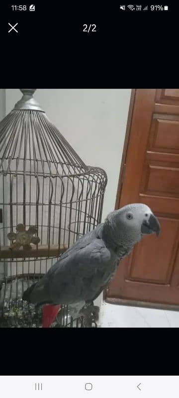 Grey Parrot Talking 2