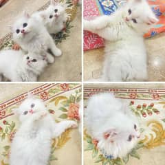 Persian kittens for sale