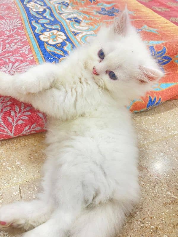 Persian kittens for sale 1