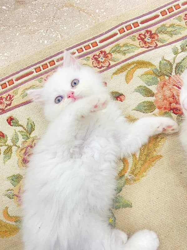 Persian kittens for sale 3