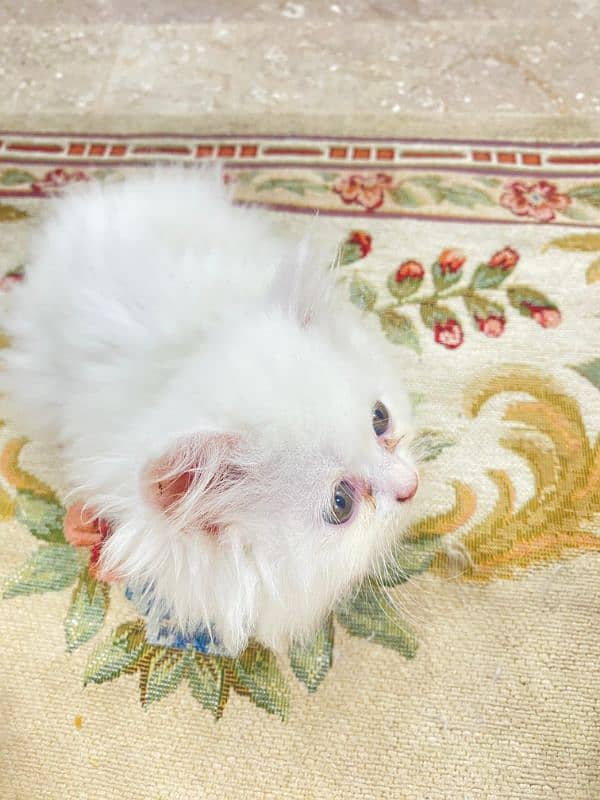 Persian kittens for sale 4