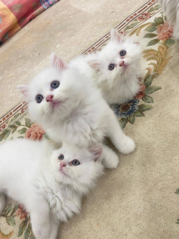 Persian kittens for sale 5