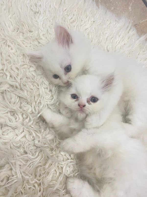 Persian kittens for sale 6