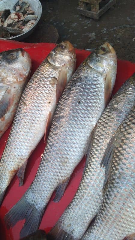 All catagori   fish and sae food available home delivery charges 250 10