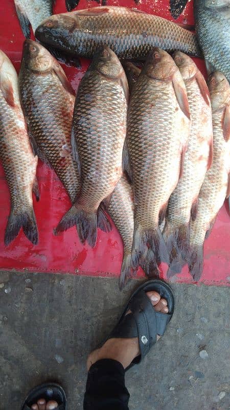 All catagori   fish and sae food available home delivery charges 250 11