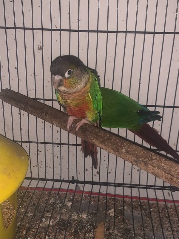 Green checked conure Female with DNA Certificates 0