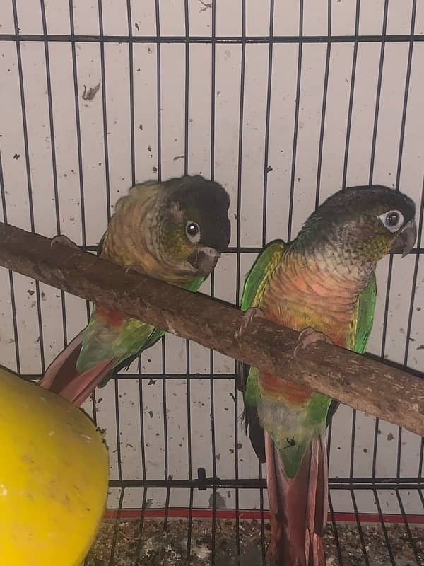 Green checked conure Female with DNA Certificates 1