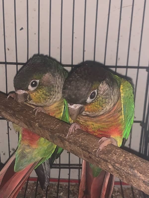 Green checked conure Female with DNA Certificates 2