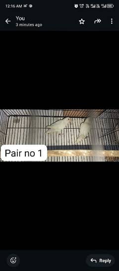 breeder pairs