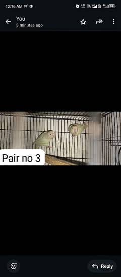 breeder pairs